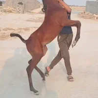 09378214492|سیم‌کارت|لامرد, |دیوار
