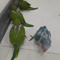 راهب  ۴۰ روزه