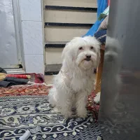 اسمش بابی