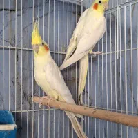 جفت عروس هلندی مولد