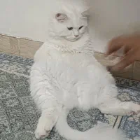گربه پرشین