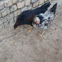 خروس