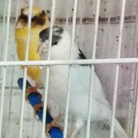 جفت قناری گلستر