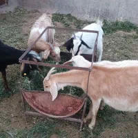 پنج بز و نه بزغاله