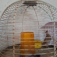 سهره