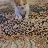 واگذاری رایگان گربه دی اچ اس