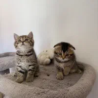 توله گربه