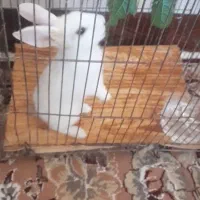 خرگوش