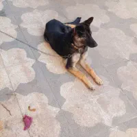 سگ ژرمن6ماهه