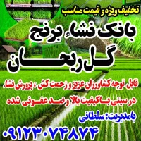 بانک نشاء برنج