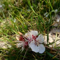 موسیقی زنده