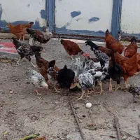 فروش گلپایگان