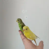 پرنده مرغ عشق