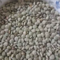 عدس