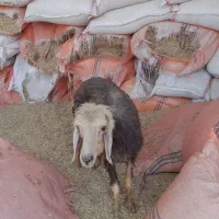 گوسفند