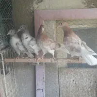 هفت رنگ دم سفید زاغ دم سفید کربلایی