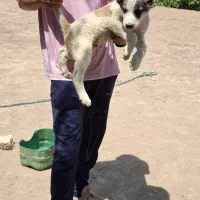 سگ خراسانی سرابی