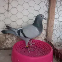 کفتر پلاکی مسافتی المانی