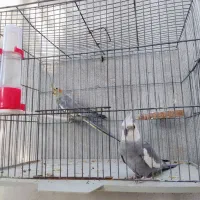 دو جفت عروس هلندی کار داده و سخنگو