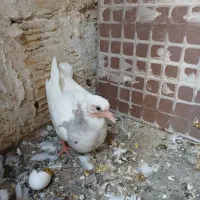 جوجه کفترطوقی دستی