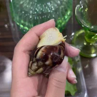 فروش حلزون آچاتینا