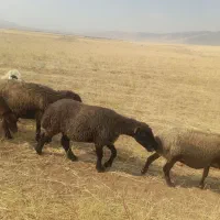 میش|حیوانات مزرعه|درب گنبد, |دیوار