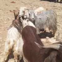 فروش ۴عدد بزغاله  بز ماده