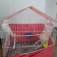عروس دستی با قفس