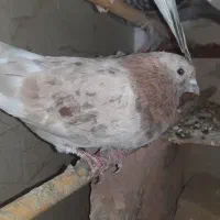 سه تا کبوتر نر