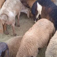 گوسفند