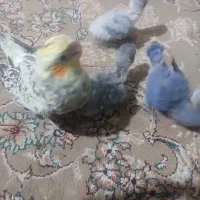 جوجه سرلاکی کوتوله و عروس