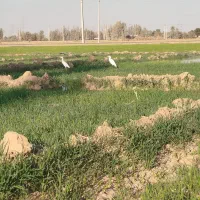 متور-پمپ-کشاورزی