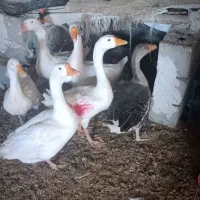قوغاز و اردک