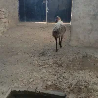 بره|حیوانات مزرعه|خرم‌آباد, |دیوار