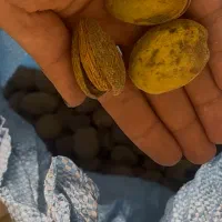 بادام تلخ