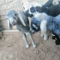 بره شیری