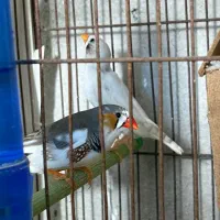 فنچ مولد|پرنده|رشت, بوسار|دیوار