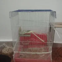 عروس هلندس