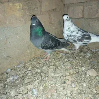کبوتر|پرنده|اشتهارد, |دیوار