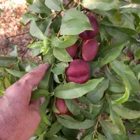 فروش-باغ-در-یال-ایلخچی