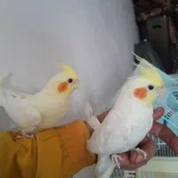 یک جفت عروس