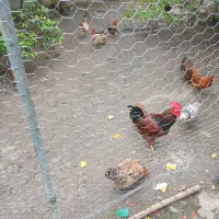 مرغ و خروس