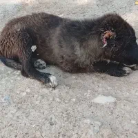 توله سگ قدر جونی