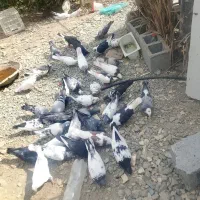 کفتر