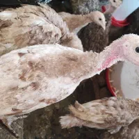 جوجه بوقلمون ۳ ماهه