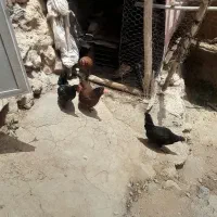 مرغ