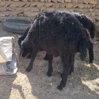 بره قرقزل