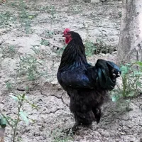 خروس برهما بلک اصل رومانی