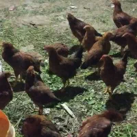 جوجه خروس و مرغ 6 ماهه گلپایگانی