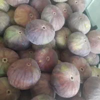 انجیر|خوردنی و آشامیدنی|صحنه, |دیوار